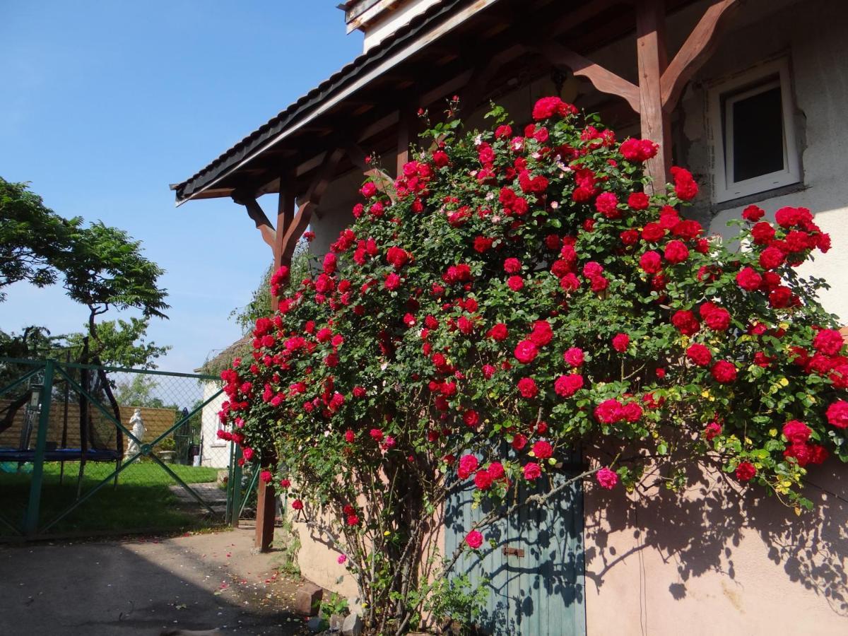 Au Coeur Des Vignes Apartment Bergheim Exterior foto